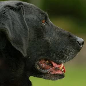 Meet your Posher, Dale